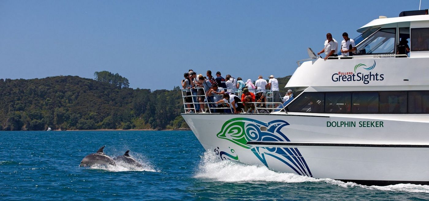 Dolphin cruise in the Bay of Islands